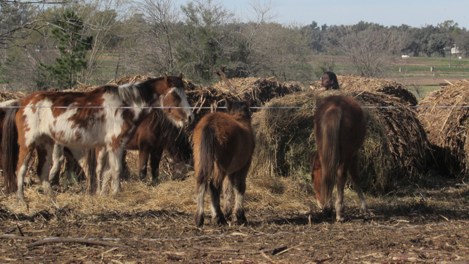 Santuario Jaulas Vacías: Una ONG pilarense que cuida más de un centenar de especies
