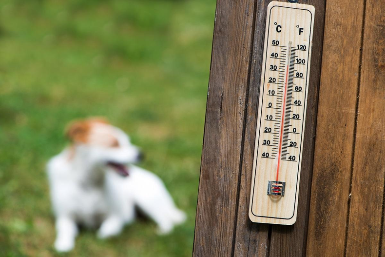 Ola de calor. (bioguia.com)..png