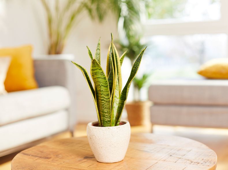 La sansevieria sirve para la absorción de sustancias nocivas. (compo.be)..jpg