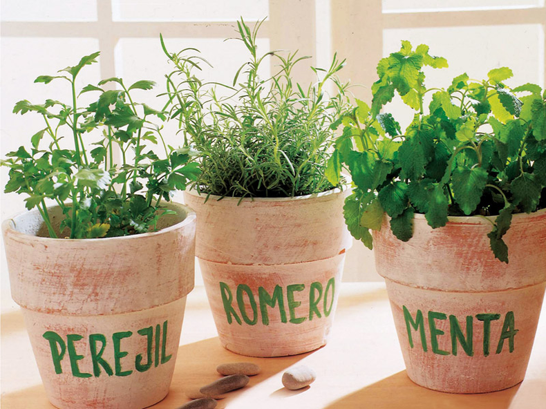 Hierbas aromáticas de invierno. (agrobeta.com)..png