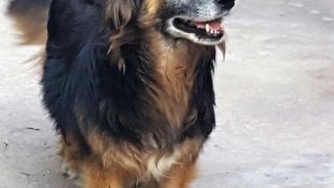 Peti y otros 16 perros buscan un nuevo hogar..