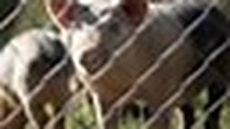 Nordelta: qué pasó con los chanchos salvajes que aparecieron después de los carpinchos Nordelta: qué pasó con los chanchos salvajes que aparecieron después de los carpinchos