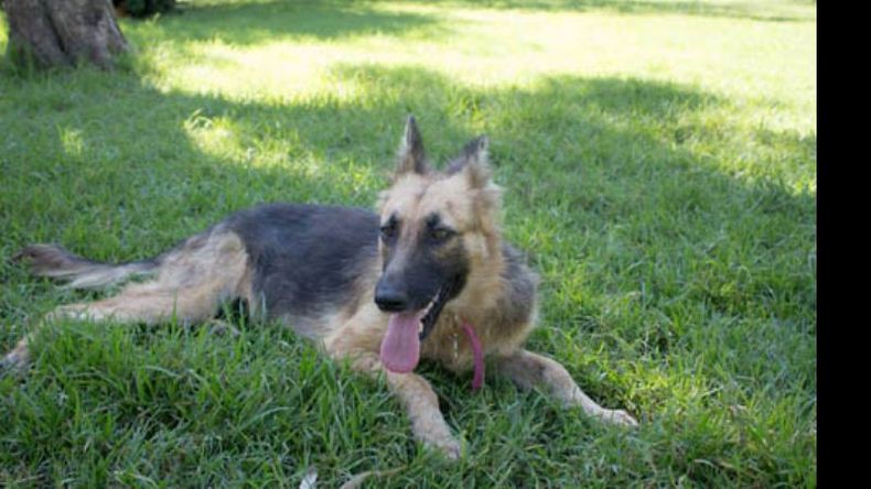 cuanto cobran los rescatadores de perros