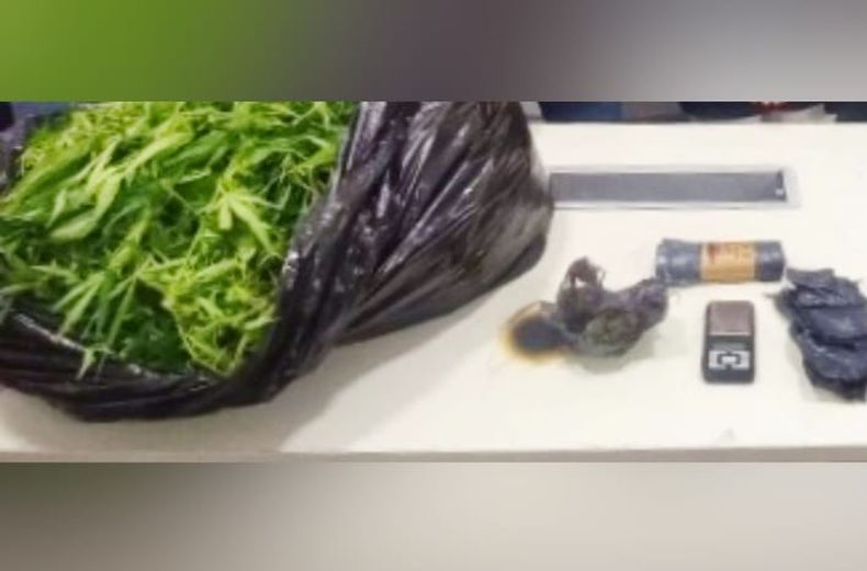 En la vivienda del acusado se secuestraron dos plantas de marihuana de más de 3 metros de altura.&nbsp;