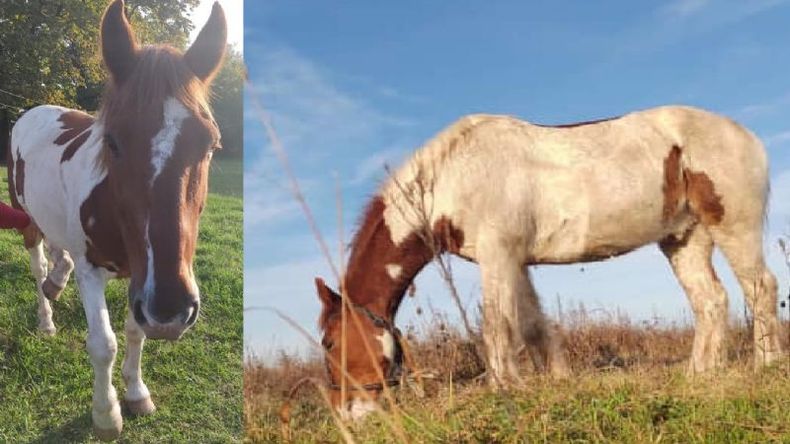 Apache es un tobiano alazán..
