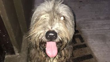Perro encontrado en Del Viso