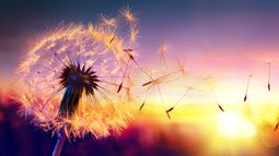 Cuándo empieza la primavera 2025 en la Argentina