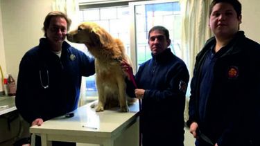 veterinarios locales atenderan de manera gratuita a perros de la brigada k9