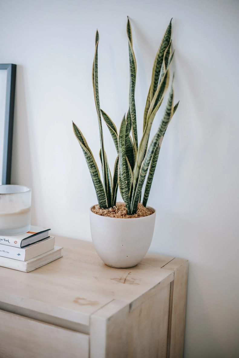 Los beneficios de la planta sansevieria. (Pexels)..png