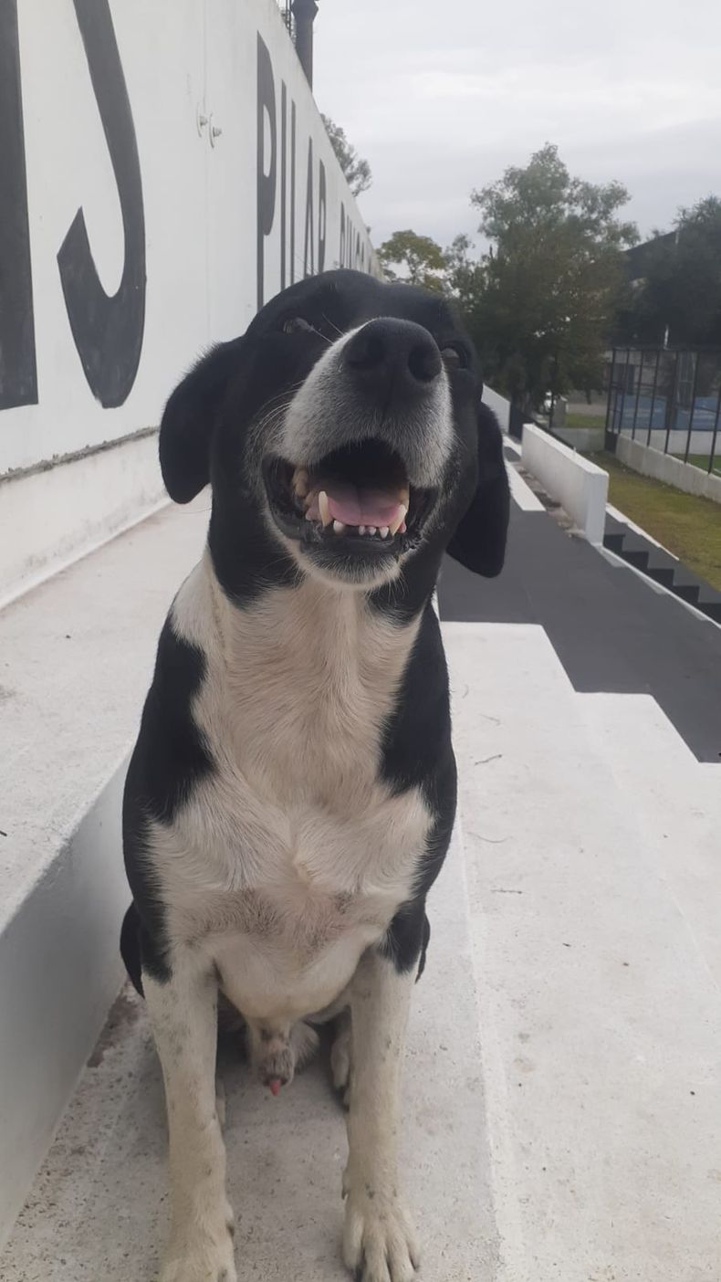 Felipe: ¡Un perro que te sigue a todas partes Monarca!&nbsp;&nbsp;