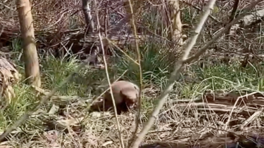una zarigüeya y un tatu peludo desembarcaron en la reserva natural de pilar
