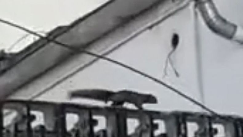 VIDEO. Ardilla trepando por el paredón de la iglesia. Fue captada por un vecino. .