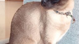Buscan a una gatita perdida