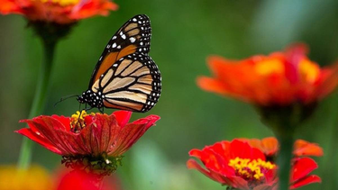 ¡converti tu jardin en un paraiso de mariposas!
