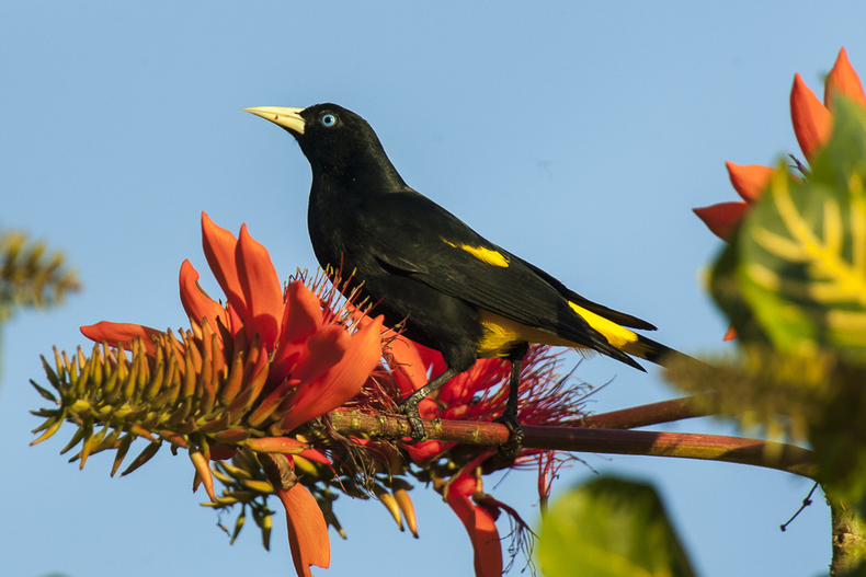El Japiim, el ave que imita a más de 20 especies en la Amazonía. (flickriver.com)..png