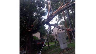 Alertan sobre un árbol a punto de caerse