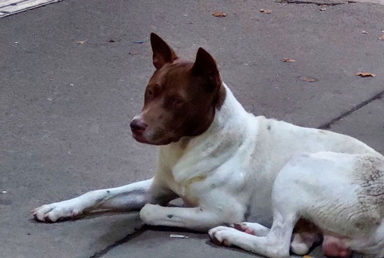 “Buen día, este perrito está muy bien cuidado se encuentra en la estación San Miguel sentido a José C. Paz, siendo la hora 0.33”. Cristi Isabella Mamani.