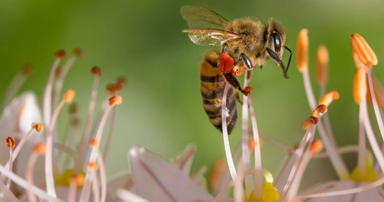 Las abejas son esenciales para el equilibrio de los ecosistemas. (Pixabay)..jpg