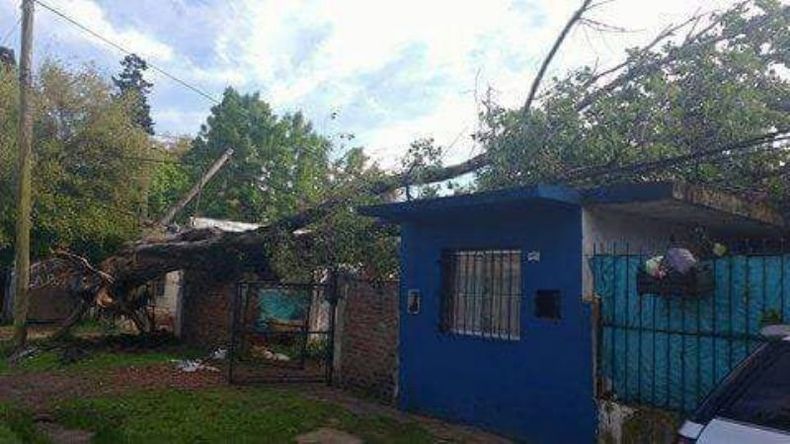 Un árbol caído en el barrio Pellegrini de Villa Rosa. Foto: Sergio Varela..