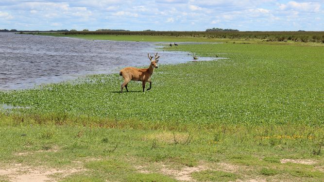 A 46 kilómetros de Pilar se encuentra uno de los Parques Nacionales más espectaculares que es ideal para un día de paseo en familia.