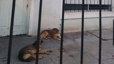 El dueño me avisa que les permite quedarse ahí. Presidente Derqui, la historia de siempre. Se mudaron y los dejaron abandonados. Thomas Edison 950. Hace tres días que se fueron y están ahí solos, el dueño de la casa viene hoy o mañana y los saca a la calle. Una familia para ellos por favor, hembra y macho 4 años. Contacto: Tania 1138464750. Ceciliate Mascotera..