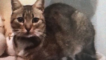 Minnie, gatita perdida