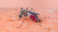 Según el último Boletín Epidemiológico del Ministerio de Salud bonaerense, continúa en baja los casos de dengue en la Provincia. Actualmente hay 62 fallecidos.