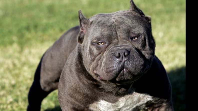 Pitbull, una raza considerada peligrosa..