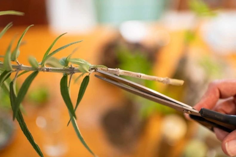 Truco de jardineros para enraizar y reproducir plantas. (plantopedia.de)..jpg