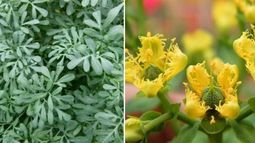 Cultivar tu propia ruda en casa y aprovechar sus beneficios