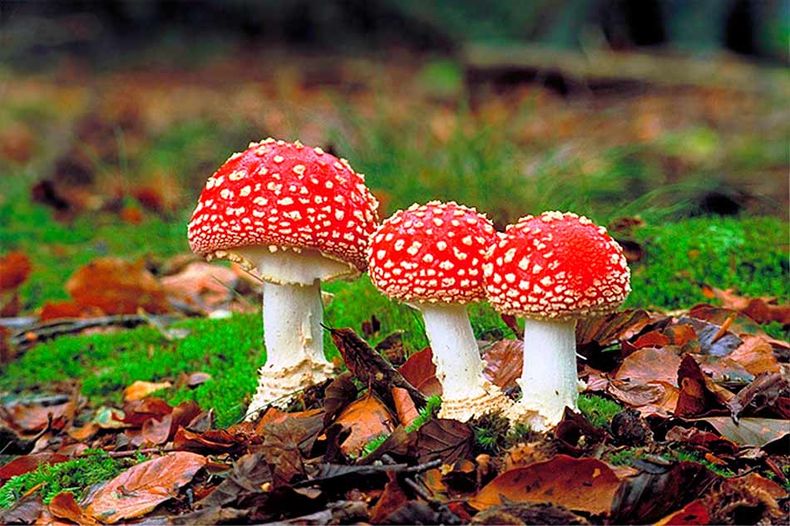 Los hongos son un superalimento. (bariloche.org)..jpg