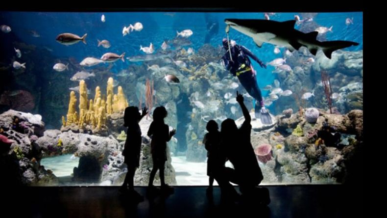 El público puede ver el trabajo de los buzos en el acuario del parque..