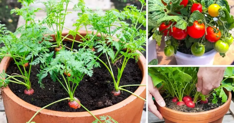 Verduras de otoño para macetas. (misconsejosdejardineria.com).