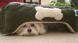RUIDO. Las asociaciones protectoras de animales rechazan la pirotecnia..