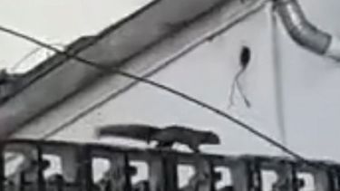 VIDEO. Ardilla trepando por el paredón de la iglesia. Fue captada por un vecino. .