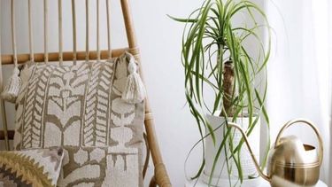 ¿cual es el significado de la planta pata de elefante?