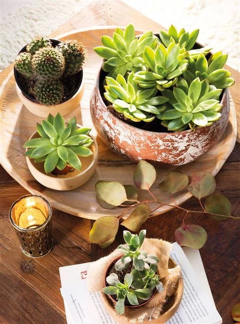 Algunas suculentas son grandes aliadas del Feng Shui. (Pinterest)..webp