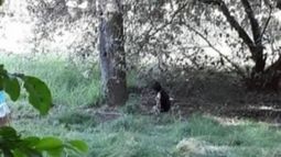 La situación del animal despertó la bronca de los vecinos..