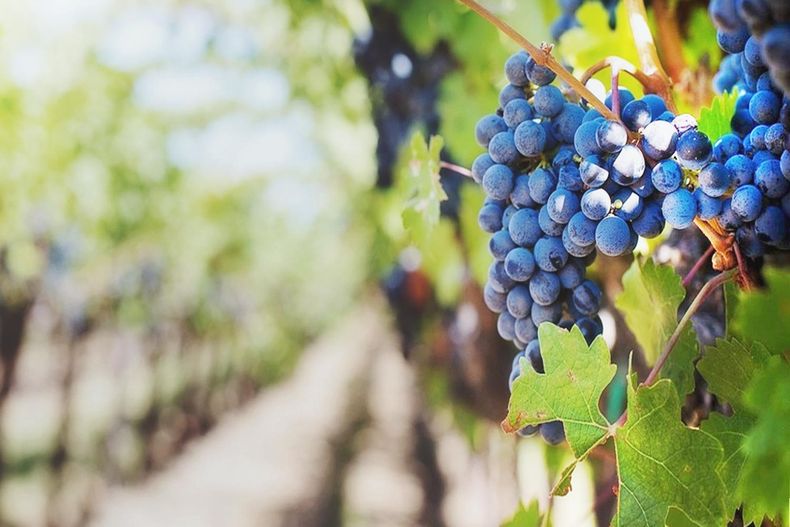 La vitivinicultura argentina se extiende en 19 provincias. (argentina.com.ar). jpg
