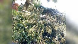 Necesitamos junten las ramas en Teniente General Juan Domingo Perón, entre Alerces y Casuarinas. Están tapando el tránsito, además hay tierra en el otro borde de la calle, lo que hace que no se pueda pasar. Pablo Sabbath / @Pabloklos. .