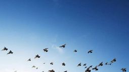 Buscando el vuelo directo hacia la conservación..