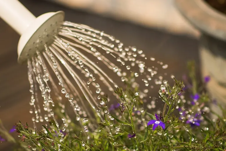 Esta agua es excelente para fertilizar plantas y cultivos. (Pexels).