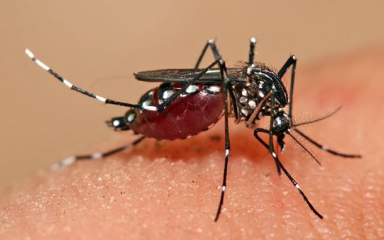 Hasta el momento se confirmaron unos 30 casos de dengue en Pilar.&nbsp;