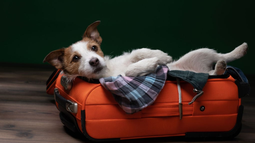Vacaciones de invierno: Consejos para viajar con tu perro o gato en auto