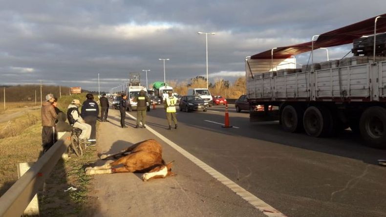 El caballo fue retirado hacia la banquina..