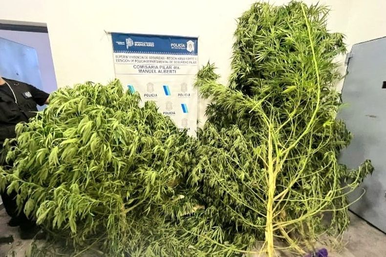Las plantas de marihuana halladas en una casa de Manuel Alberti.