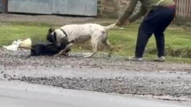 Un hombre trata de separar al pitbull del perro atacado.
