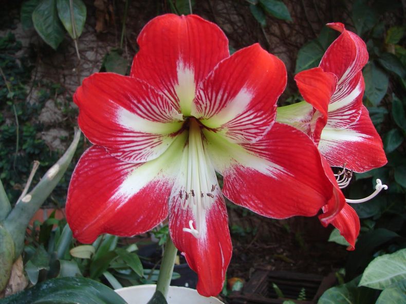 Amarilis del Campo. (solo-flores.blogspot.mx)..jpg