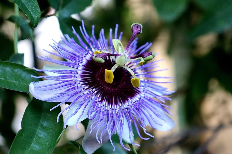 La Pasiflora, Flor de la Pasión o Pasionaria.(saladeprensa.org.jpg