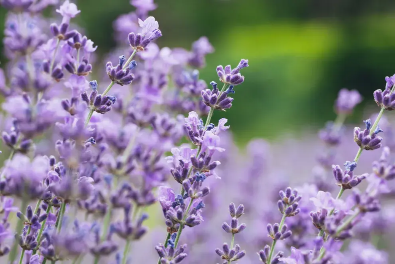 La lavanda es una opción popular para jardines soleados. (Getty)..png